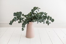 室内植物盆栽装饰图片素材