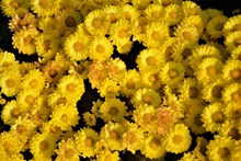 黄色小菊花素材图片大全