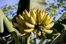香蕉树香蕉图片大全
