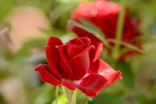 漂亮的红玫瑰精美图片