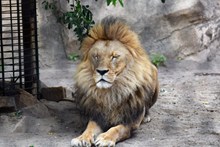 动物园野生狮子图片素材