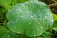 绿叶植物水滴图片素材