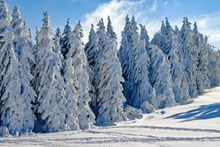 寒冬冷杉雪景图片素材