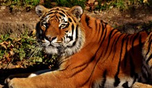 老虎摄影高清精美图片