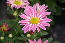 粉红色菊花图片