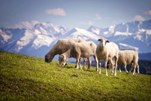 高原羊羔吃草高清图片
