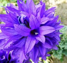 春天紫色花卉高清图片