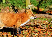 可爱红狐狸高清图