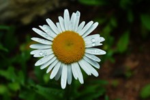一朵白色雏菊高清图片