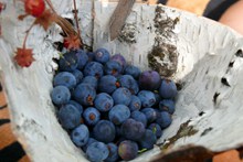 野生蓝莓果子高清图