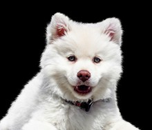 可爱白色宠物狗精美图片