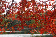 秋天红色树叶风景图片素材