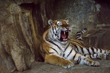 西伯利亚虎嘶吼精美图片