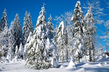 冬季雪景摄影图片下载