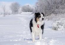 雪地里行走的雪橇犬高清图片