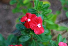 漂亮红色小花朵高清图