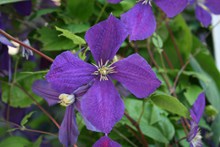 花丛紫色花朵高清图片
