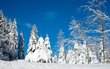 壮观冷杉雪景图片素材