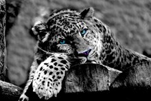 斑点豹摄影黑白高清图片