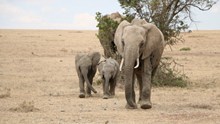 非洲野生动物大象高清图