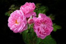 灿烂玫瑰花朵精美图片