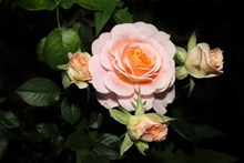浪漫粉色玫瑰花素材图片下载