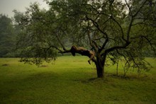 树上休息的美女图片素材