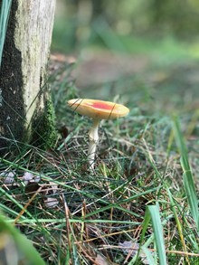 野生山菌菇图片下载
