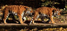 两只大老虎高清图