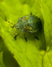 绿色甲壳昆虫精美图片