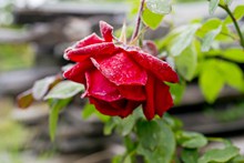 一支红玫瑰素材图片素材