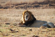 非洲狮子生活图片素材
