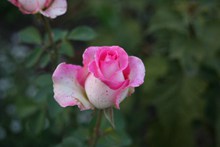 一朵粉玫瑰高清图片
