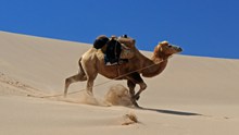 戈壁滩骆驼高清图片
