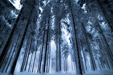 高清树林雪景壁纸图片下载