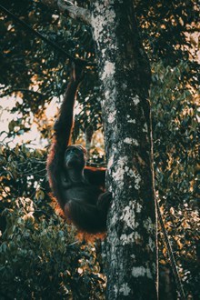 黑猩猩爬树图片大全