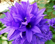 紫色花朵素材图片下载