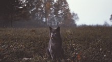冷艳高贵黑猫图片下载