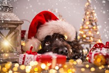 圣诞节黑色的狗狗图片大全