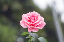 一枝粉玫瑰高清图