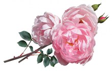 高清粉玫瑰精美图片