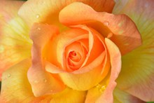 黄色玫瑰花素材高清图片