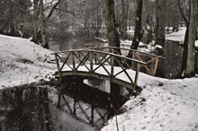 雪中树林木桥图片下载
