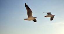 天空飞行海鸥高清图片