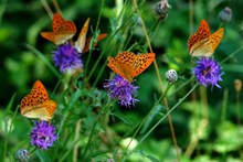 自然花朵蝴蝶唯美高清图片