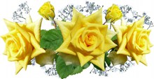 黄色玫瑰花壁纸精美图片