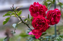 艳丽玫瑰花朵高清图片