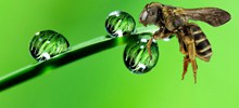 水滴昆虫绿色背景图片素材
