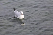 湖中浮水海鸥精美图片