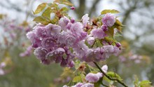 春天花园樱花精美图片